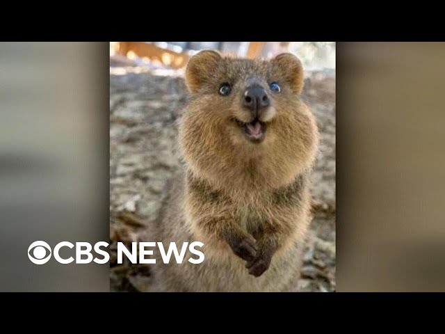 Social media fame fuels conservation efforts for Australia's quokkas