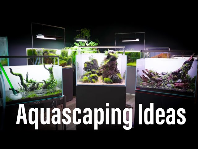 3 Ideas for How to Aquascape a 60cm Aquarium, by the Aquarium Gardens Team.