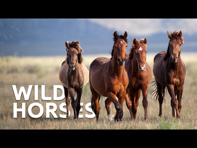 The Wild Horses Of Australia