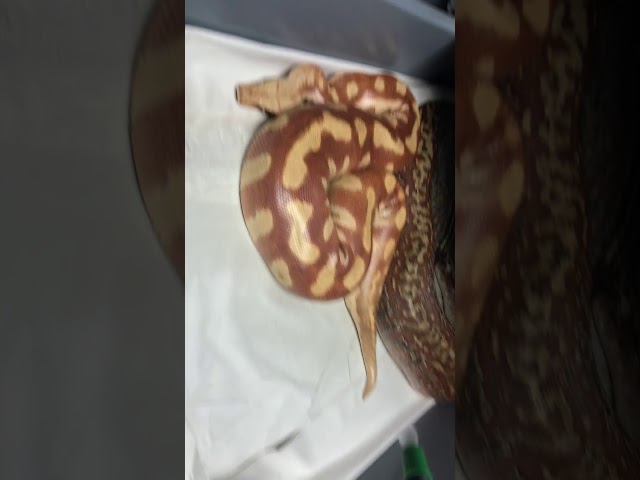 Blood python breeding 1