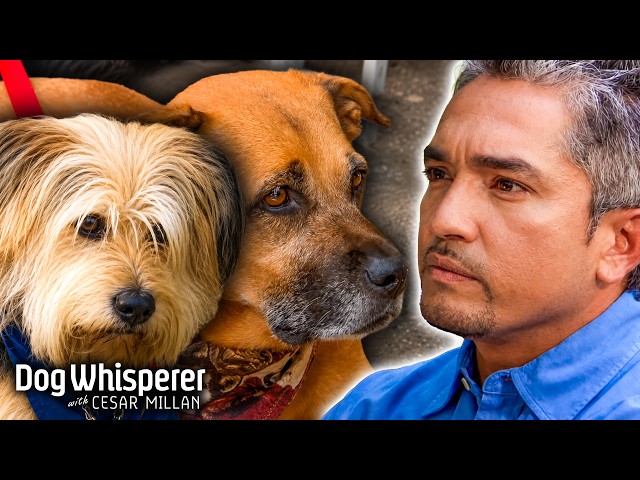 Small Dog & Big Dog Have Fear Aggression Towards Other Dogs | Dog Whisperer With Cesar Millan