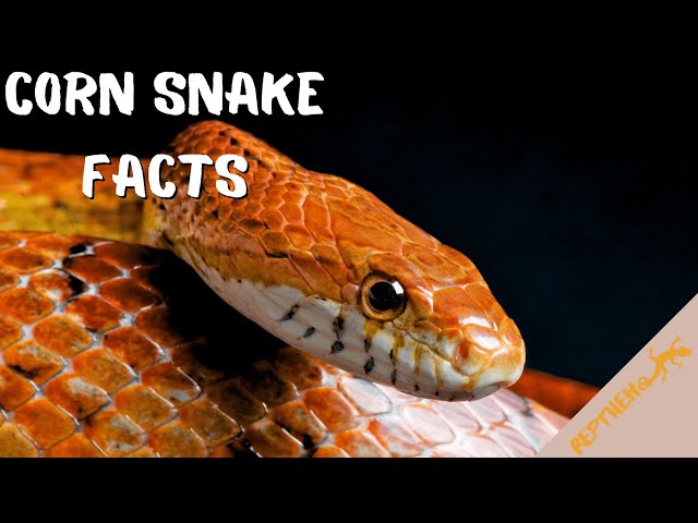 Corn Snake Facts: Super Smart, Terrifying, and INCREDIBLY fascinating!