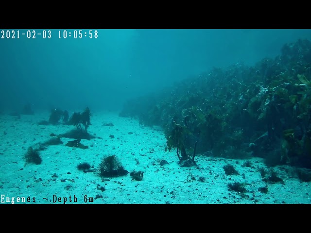 View into the Blue Testing Live Stream