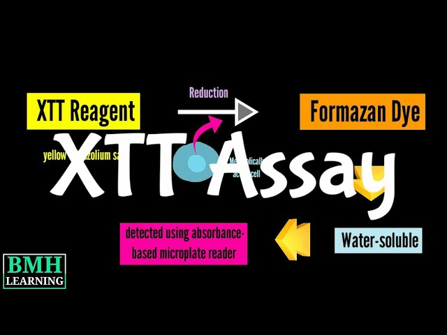 XTT Assay | Cell Proliferation Assay | Cell Viability Assay |