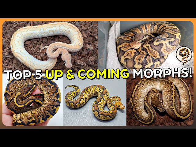 The Next BIG Up and Coming Ball Python Morphs for 2026 and beyond!
