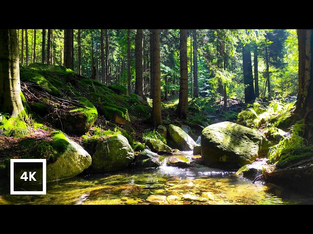 Spring Forest Sounds for Sleep 🌿 Mountain Stream & Birdsong (3 Hours, No Music)