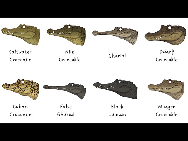 Every CROCODILE Type Explained in 8 Minutes