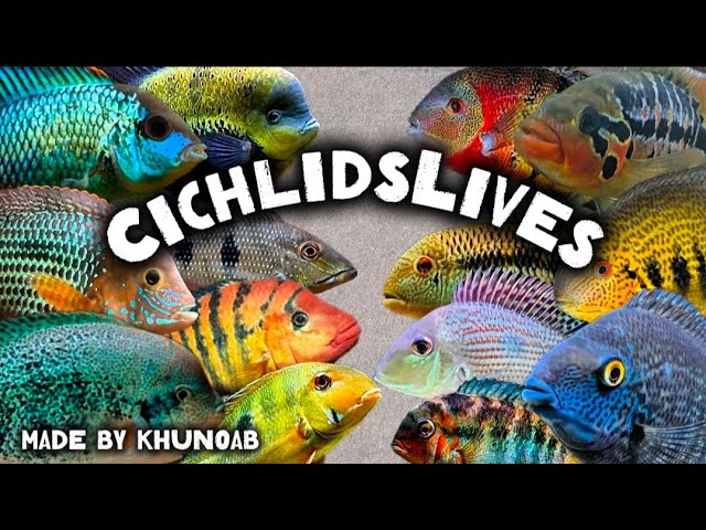 [ ดอง ] ห่างหายกับน้องหมอไปนาน !! | CichlidsLives ❤️