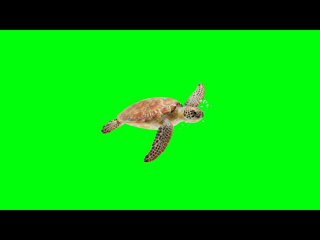 Turtle Green Screen