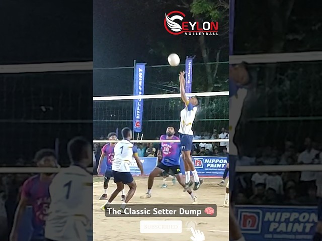 The Classic Setter Dump 🧠