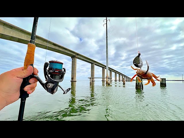 EASY Bridge Fishing for SHEEPSHEAD for our Dinner! [Delicious Catch, Clean, Cook]