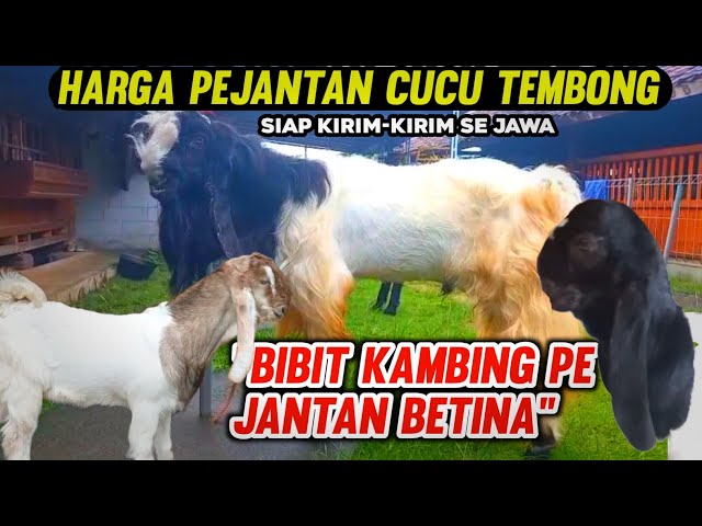 UPDATE HARGA BIBIT KAMBING PE KALIGESING – JANTAN & BETINA HARI INI 2025