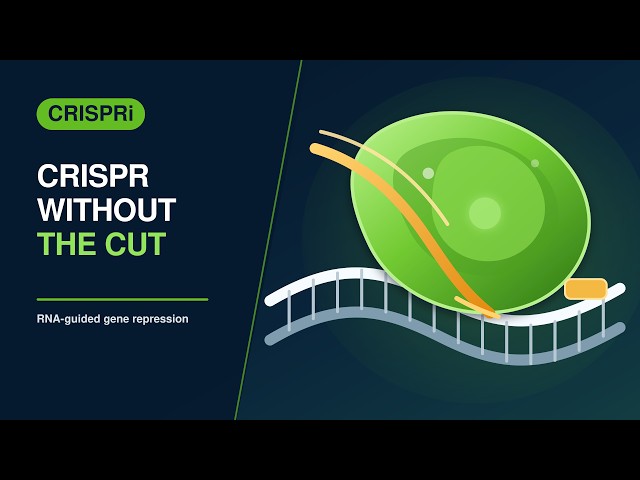 How a Disabled CRISPR Enzyme Turns Genes Down