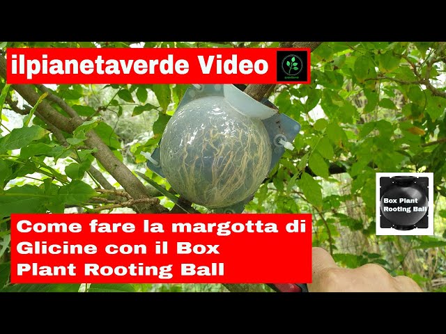 Come riprodurre con la margotta il Glicine ( Wistera Sinensis ) con il Box Plant Rooting Ball