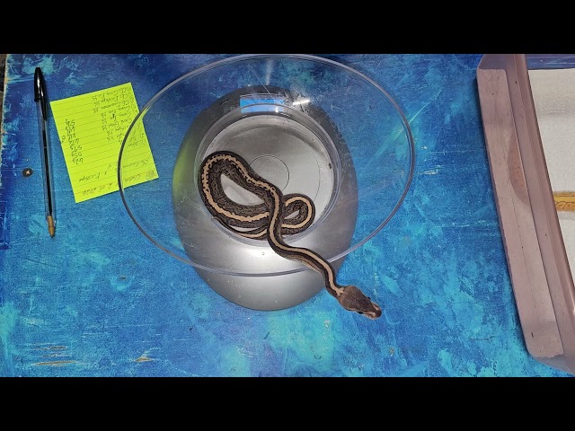Ball Python Update Clutch #2 of 2026: Coral Glows! 