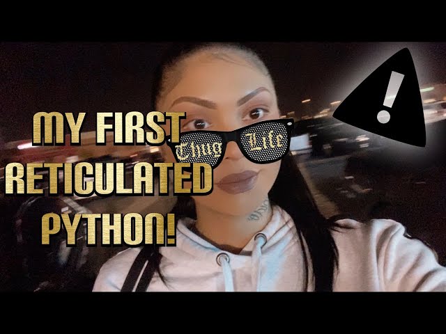 OMFG! My wife got me a reticulated python!!