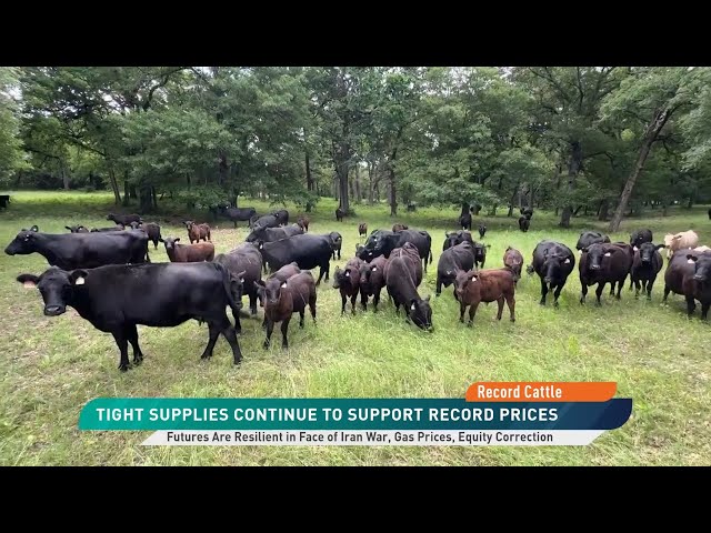 Record Fed Cattle Prices