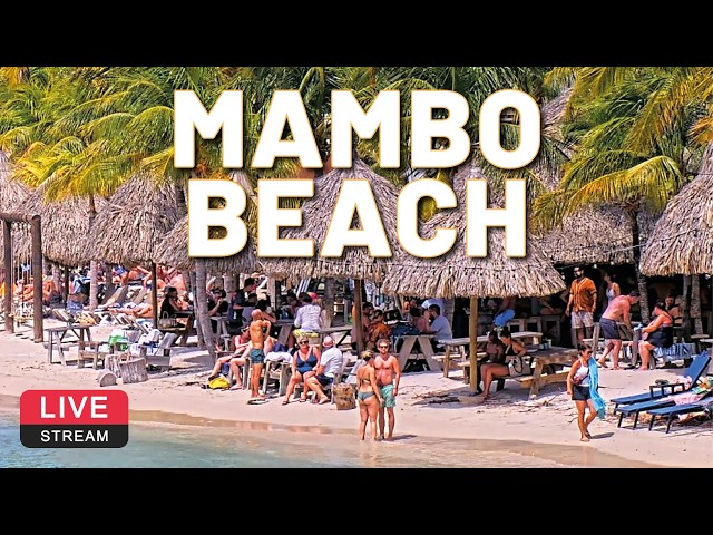 🌴 LIVE Cam LionsDive Beach Resort | Mambo Beach | Curaçao