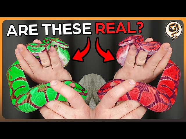 So, what Colors and Patterns are possible in Ball Pythons? - Supercut