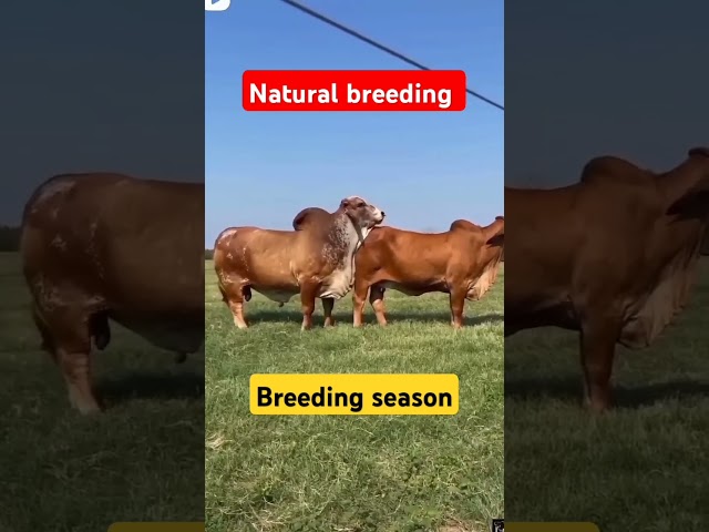 natural breeding sharoo and Rani