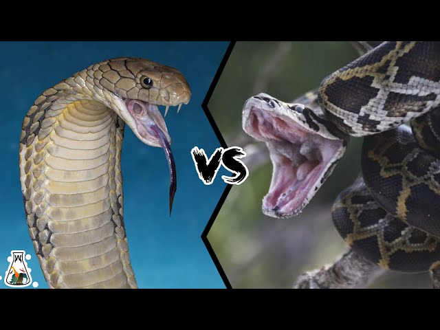 KING COBRA VS PYTHON -  Who wins the fight?
