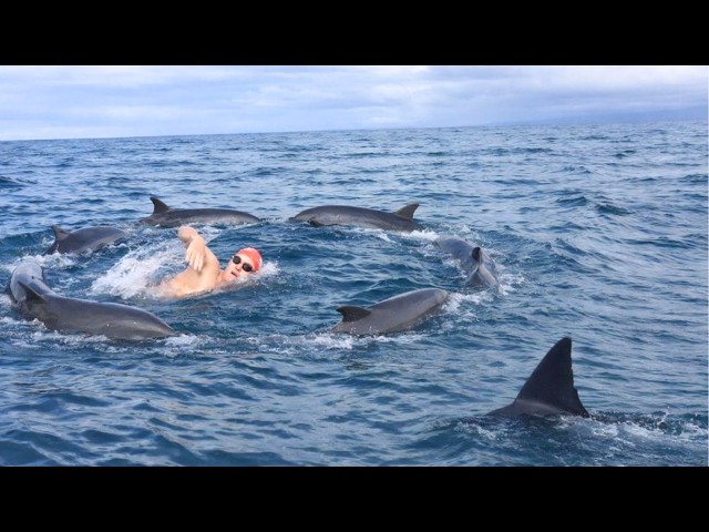 6 Incredible Moments Sea Animals Protected Humans From Sharks