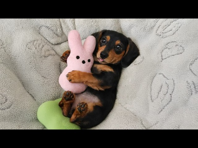 The Funniest Puppies on the Internet Today🤣Funny DOG Videos 2026!