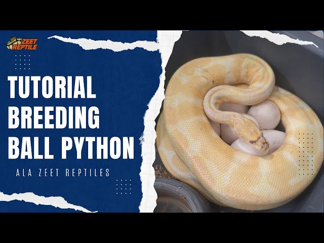 SHARING PENGALAMAN BREEDING BALL PYTHON ALA ZEET REPTILES