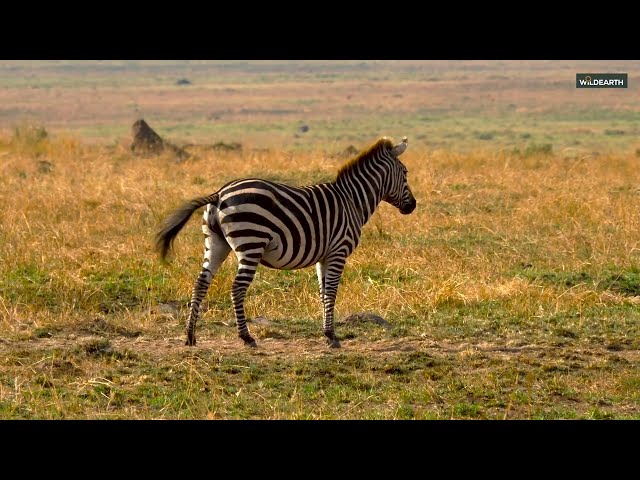 Have you ever witnessed a zebra giving birth? A rare sight in the Mara