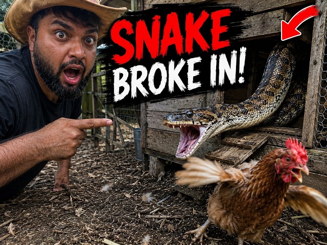 Family Pet Was Attacked... Did It Survive?