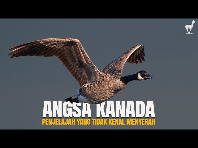 Angsa Kanada: Migrasi Hebat Tanpa Kenal Kata Menyerah