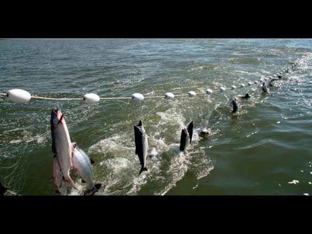 How To Make a Gill Net