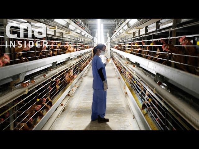 Inside Singapore's Largest Egg Farm