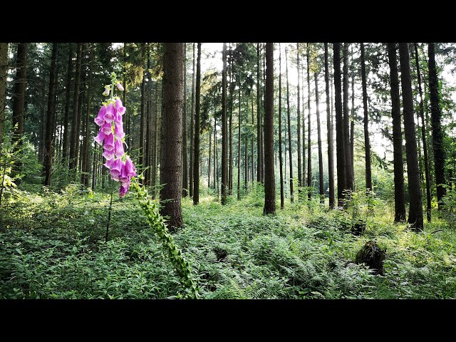 Nature Experience Black Forest VR # 14: Thimbleweed in the deep forest