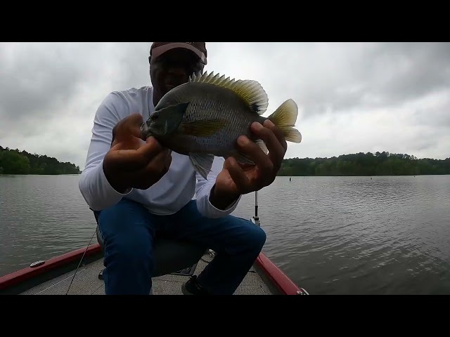 Unbelievable One Pound Bluegill and ShellCracker Bream