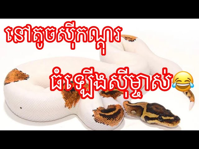 ពស់ថ្លាន់ស្អាតៗណាស់😂😱🐍🌾#ពស់ថ្លាន់#ពស់ស្រកាចាស់#ពស់ឈើ#ពស់ហនុមាន#ពស់ប្រលិត#ពស់ក្រាយ