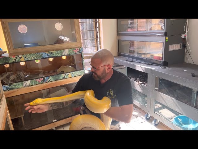Tiger Lavender albino Reticulated Python! 