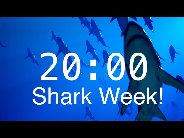 20 Minute Countdown Timer with Alarm | Relaxing Music | Shark Timer | Shark Week!🦈