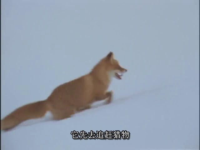 狐狸的故事 キタキツネ物語 (1978)