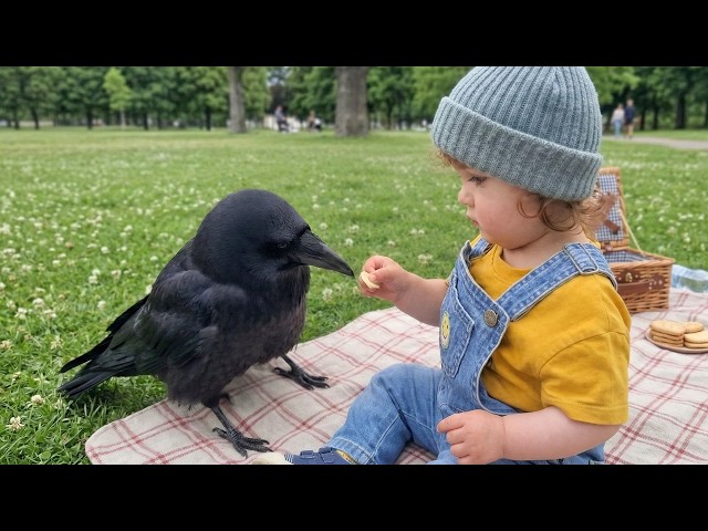 When A Baby Tries To Feed A Giant CROW...❤️  Funniest Crow Videos