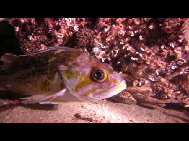 Rockfish Identification