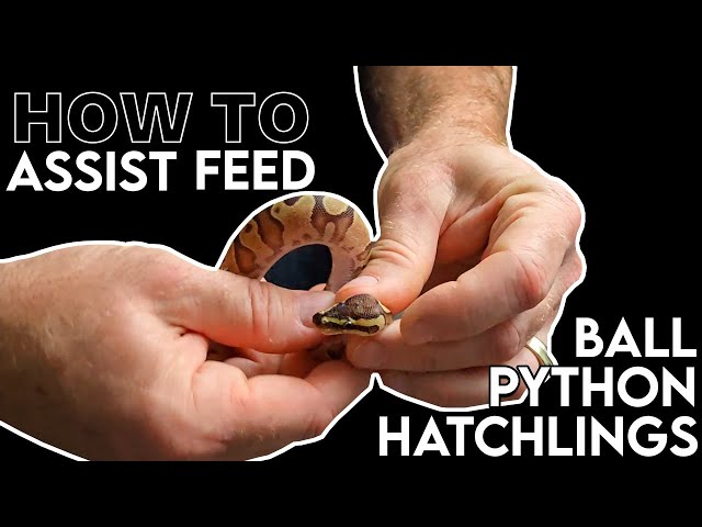 Assist feeding ball python hatchling | How to