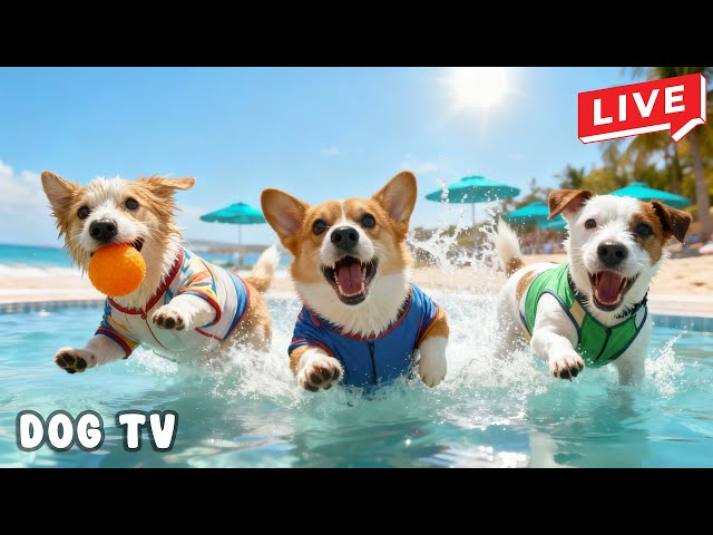 24 HOURS Dog Music 🐕🌿 Gentle Anti-Stress Sounds for Running Dogs & Calm Behavior 🐾✨