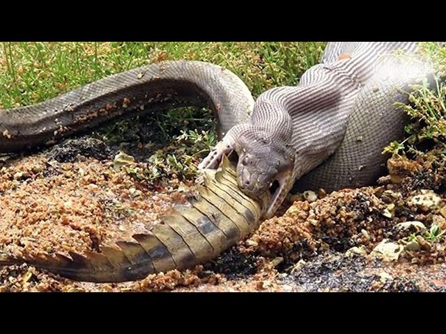 National Geographic - Vengeance of Giant Python - Found in Florida