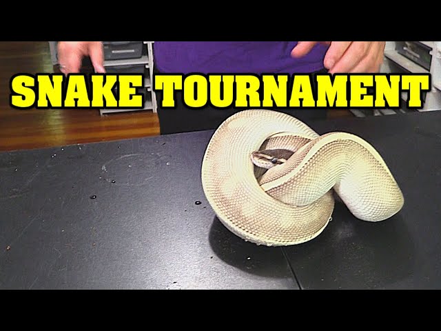 Snake madness!!  We are having a ball python tournament!!