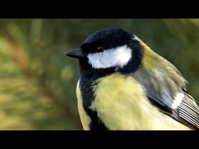 Why One Great Tit Flew From Germany to French Lavender