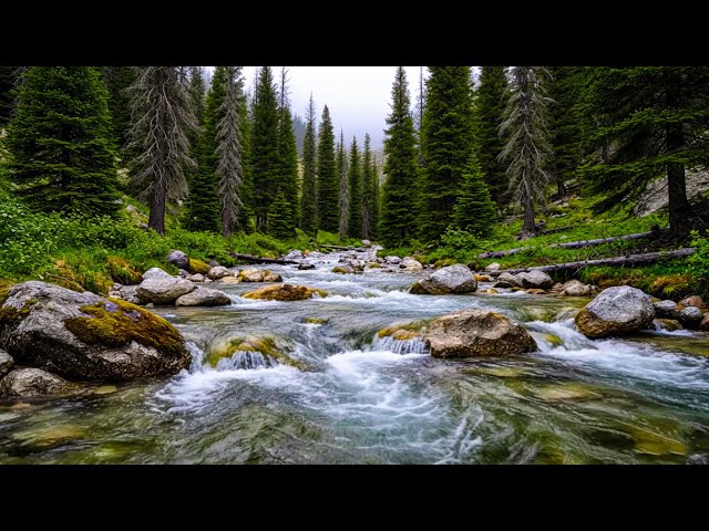 River Sounds with Birds for Sleeping, Gentle Forest Ambience to Help You Relax and Fall Asleep