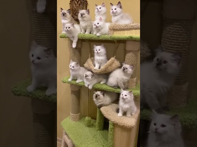 Super Funny Animal Moments 🤣 | Hilarious And CUTE Pet Videos