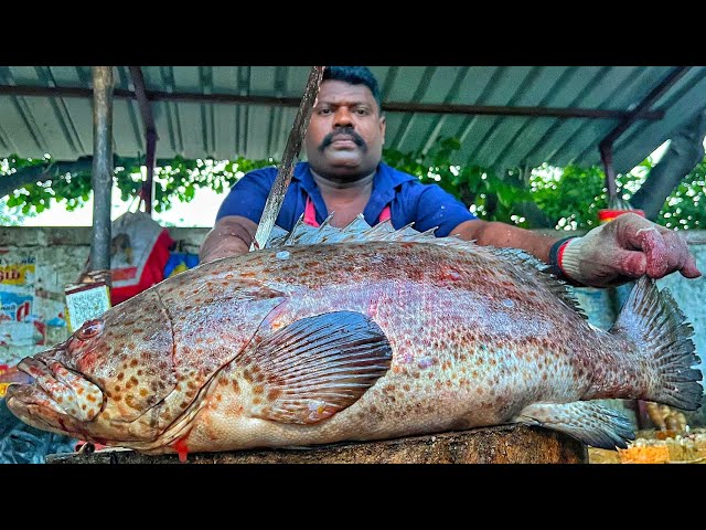 KASIMEDU SPEED SELVAM | HUGE GIANT GROUPER FISH CUTTING VIDEO | 4K VIDEO | KM FISH CUTTING 