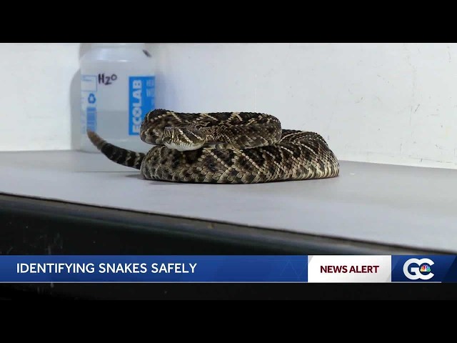Woman bitten by snake in Big Cypress National Preserve